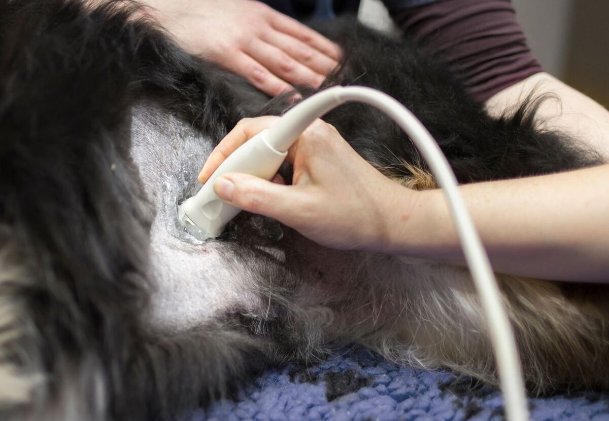 Dog pregnancy ultrasound